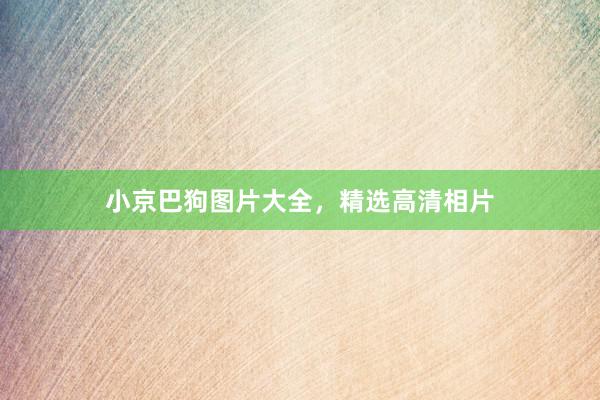 小京巴狗图片大全,精选高清相片