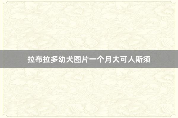 拉布拉多幼犬图片一个月大可人斯须